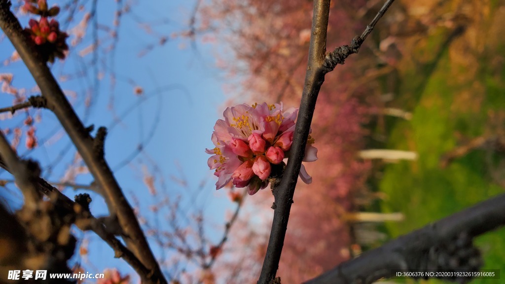 梅花 桃花 花壁纸 桌面  樱