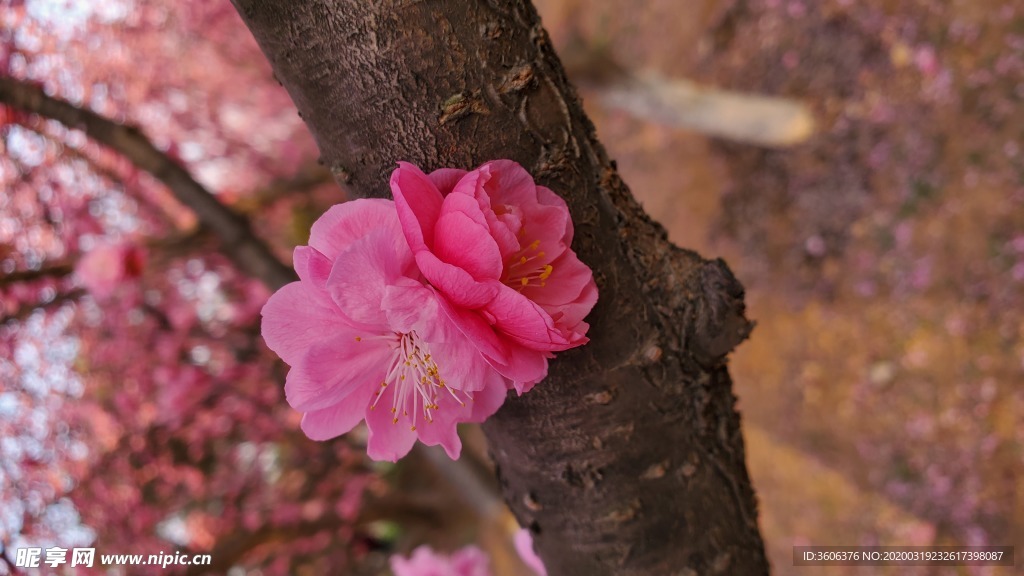 梅花 桃花 花壁纸 桌面  樱