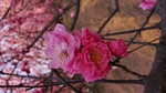 梅花 桃花 花壁纸 桌面  樱