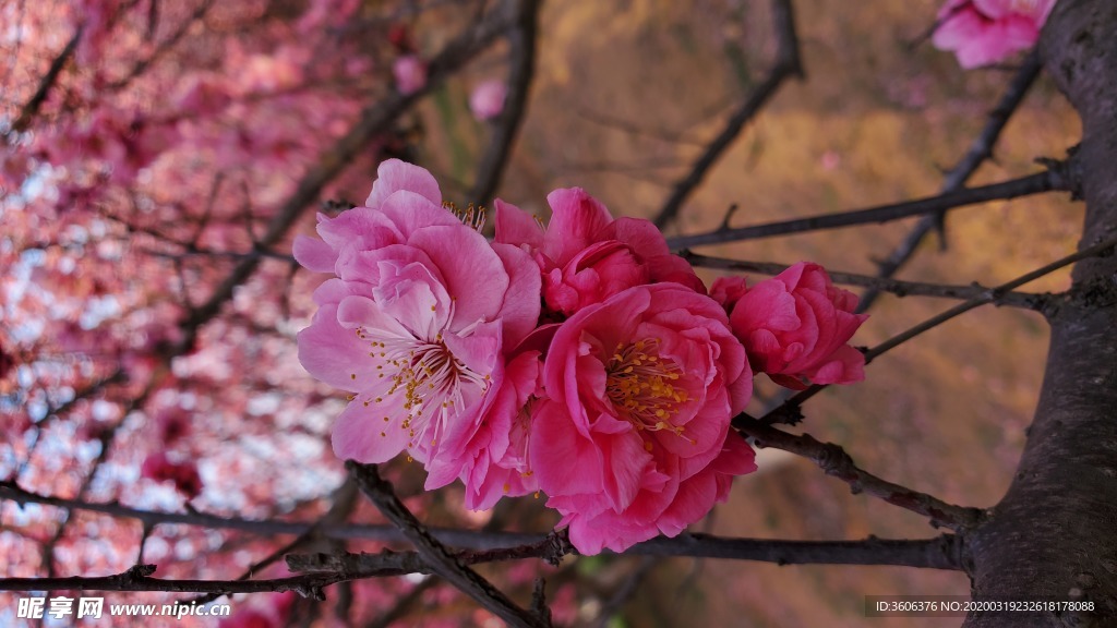 梅花 桃花 花壁纸 桌面  樱