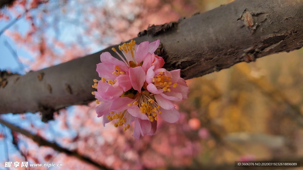 梅花 桃花 花壁纸 桌面  樱