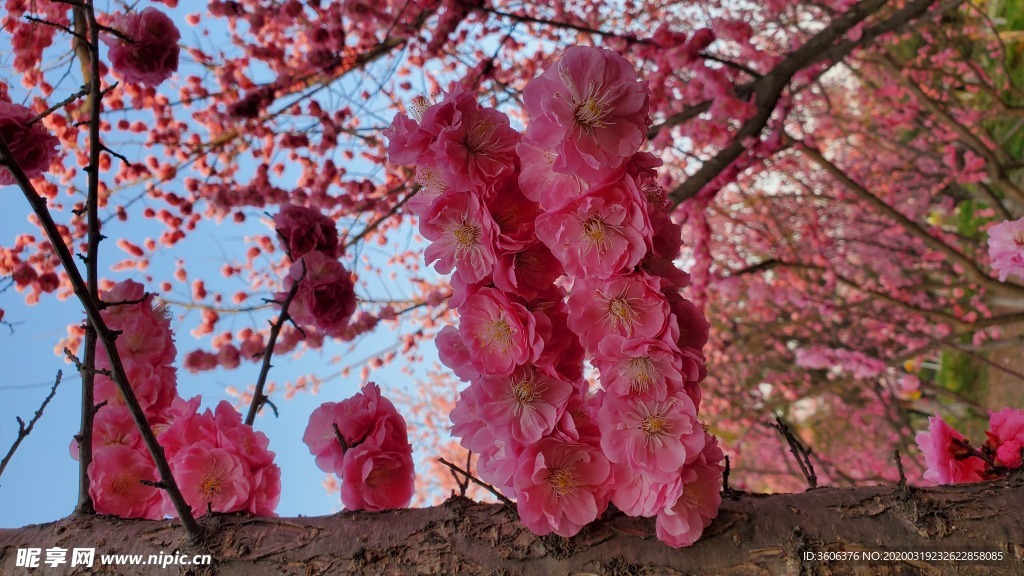 梅花 桃花 花壁纸 桌面  樱