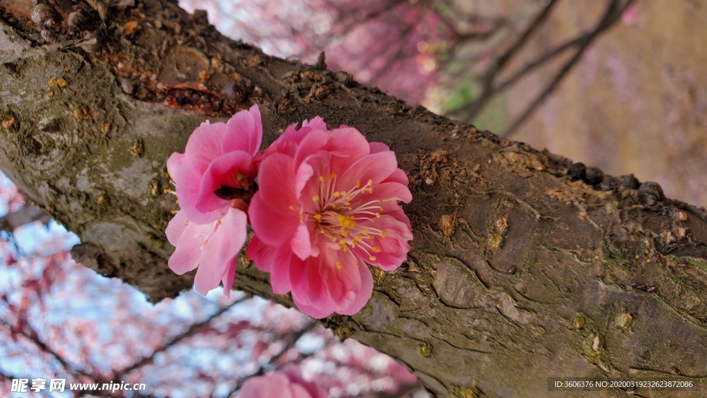 梅花 桃花 花壁纸 桌面  樱