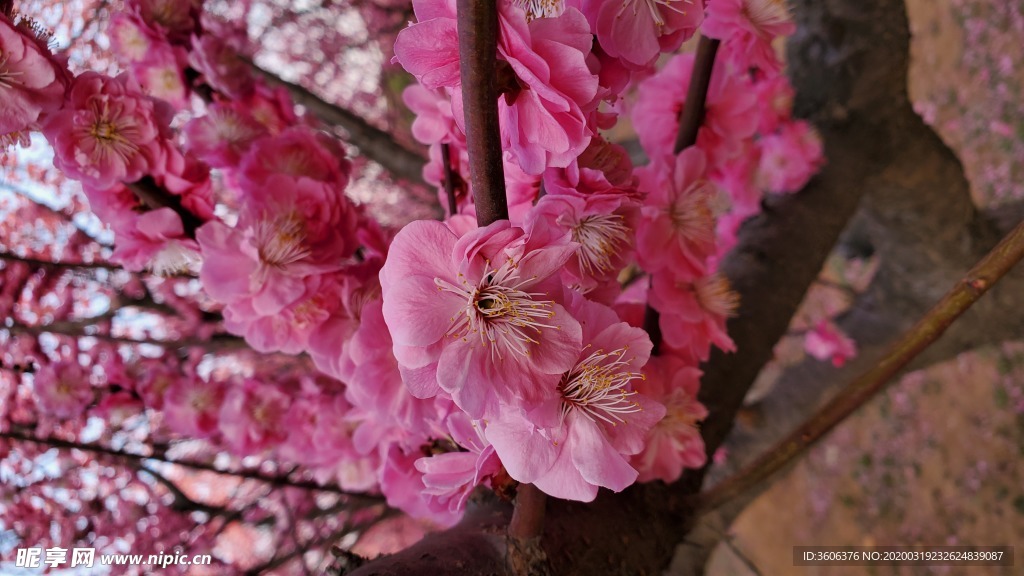 梅花 桃花 花壁纸 桌面