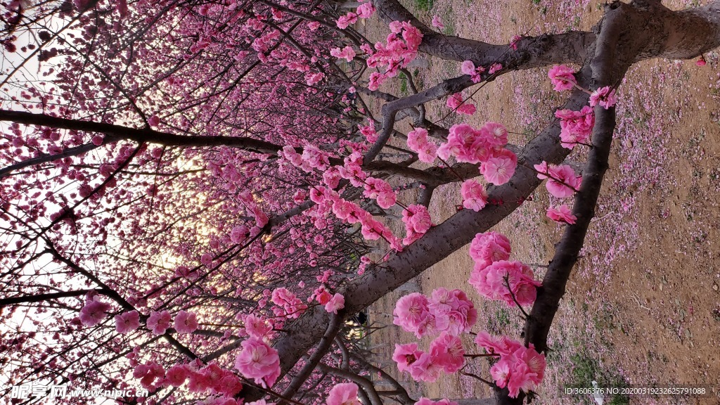 梅花 桃花 花骨朵 壁纸