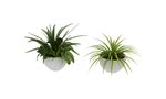 植物盆栽3d模型