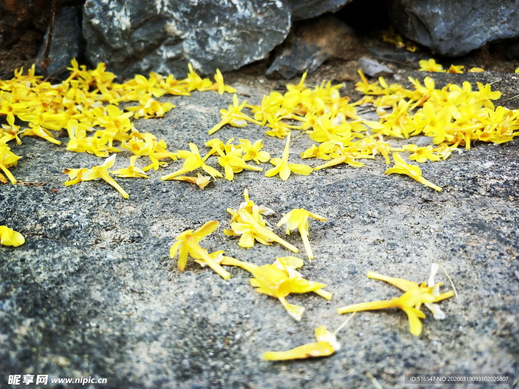 迎春花