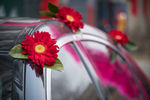 车花