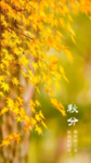 秋分