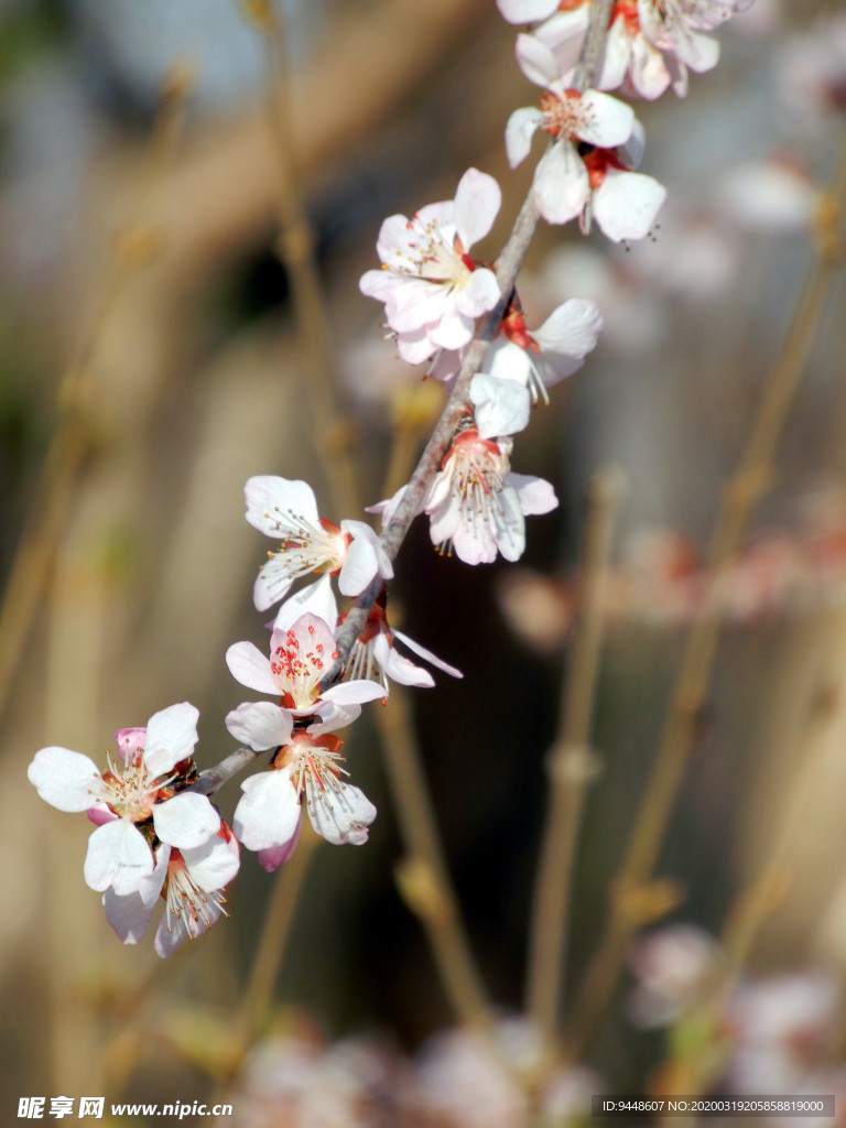 樱花