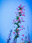 春花