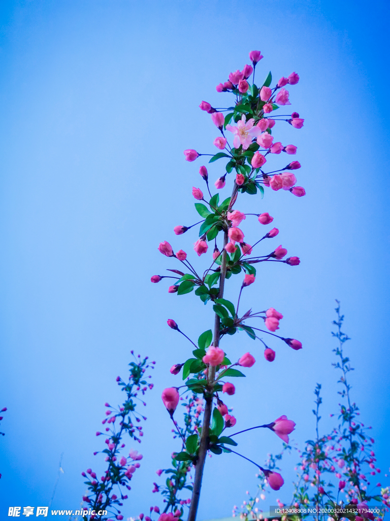 春花