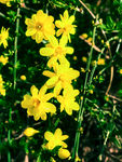 迎春花