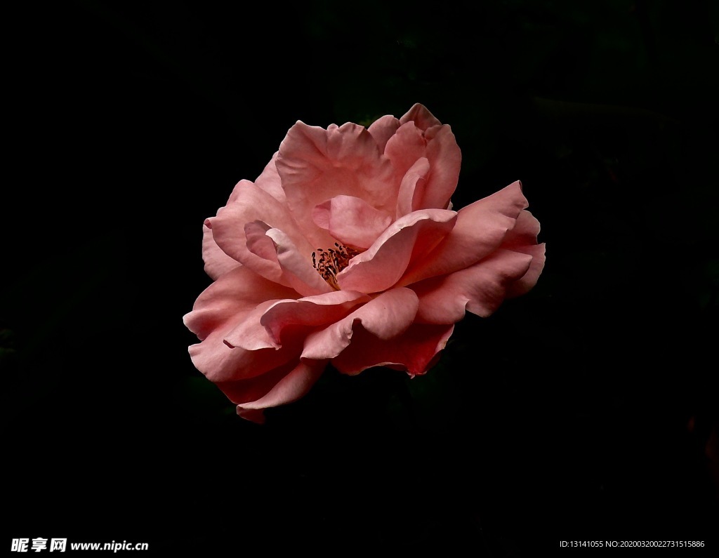 月季花