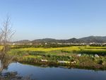 油菜花田  春天
