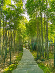 竹林