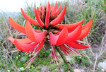 龙牙花 象牙红 龙芽花 乌仔花
