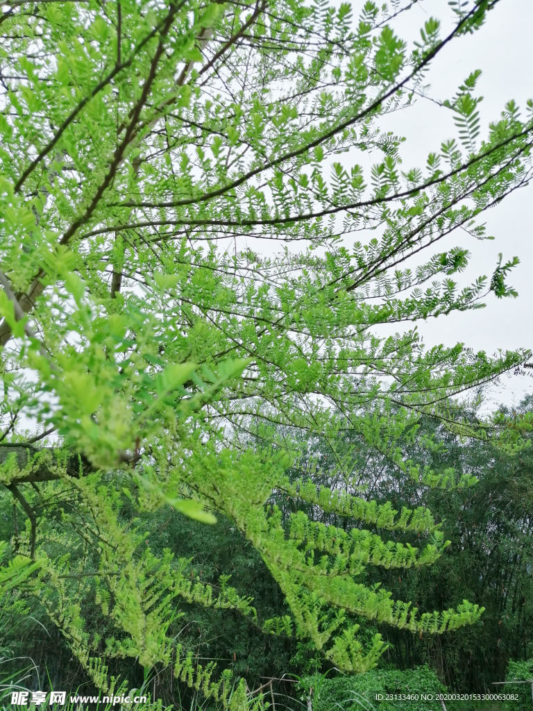 牛甘果树