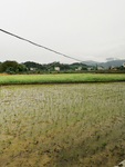 田野