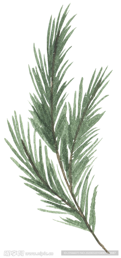 小清新水彩植物花朵