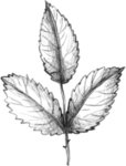 玫瑰花素叶片描绘画