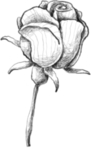 玫瑰花素描绘画