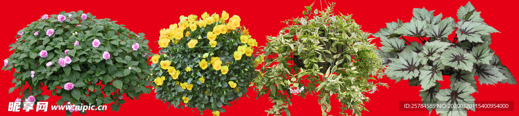 盆栽植物