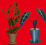盆栽植物