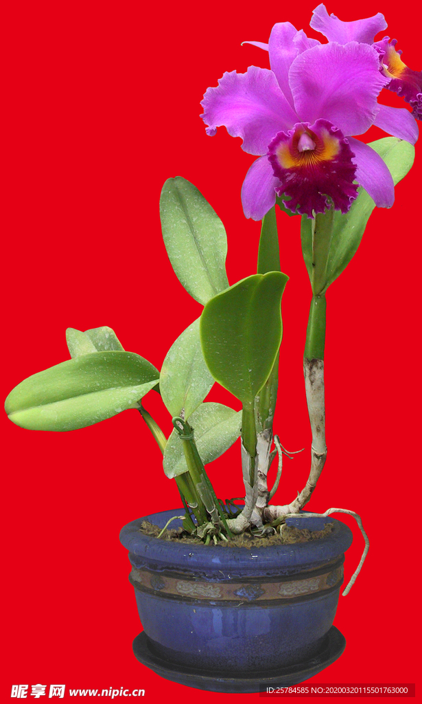 盆栽植物花