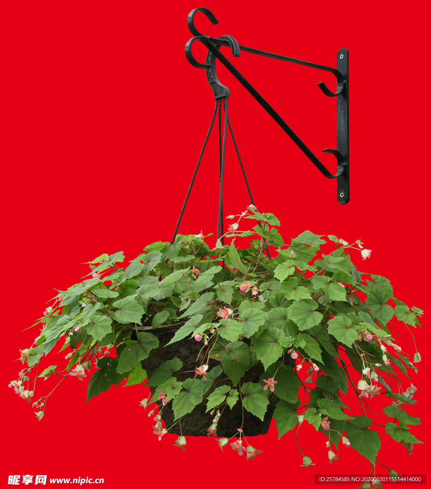 盆栽植物