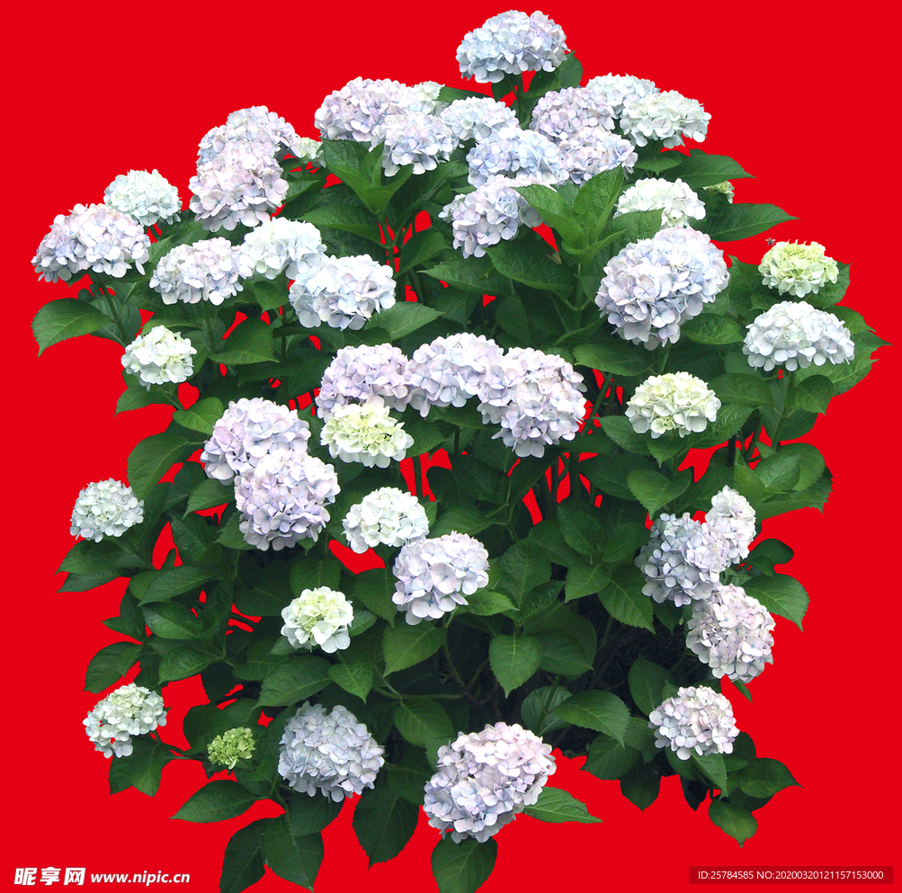 分层花