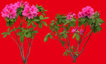 分层花
