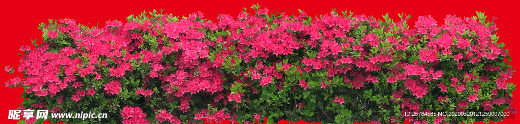 分层花