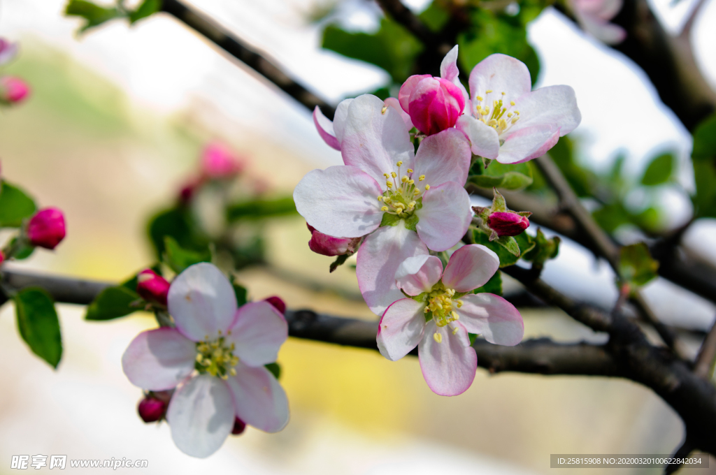 苹果苹果树苹果花图片