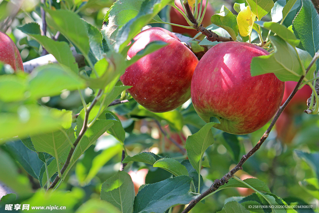 苹果苹果树苹果花图片