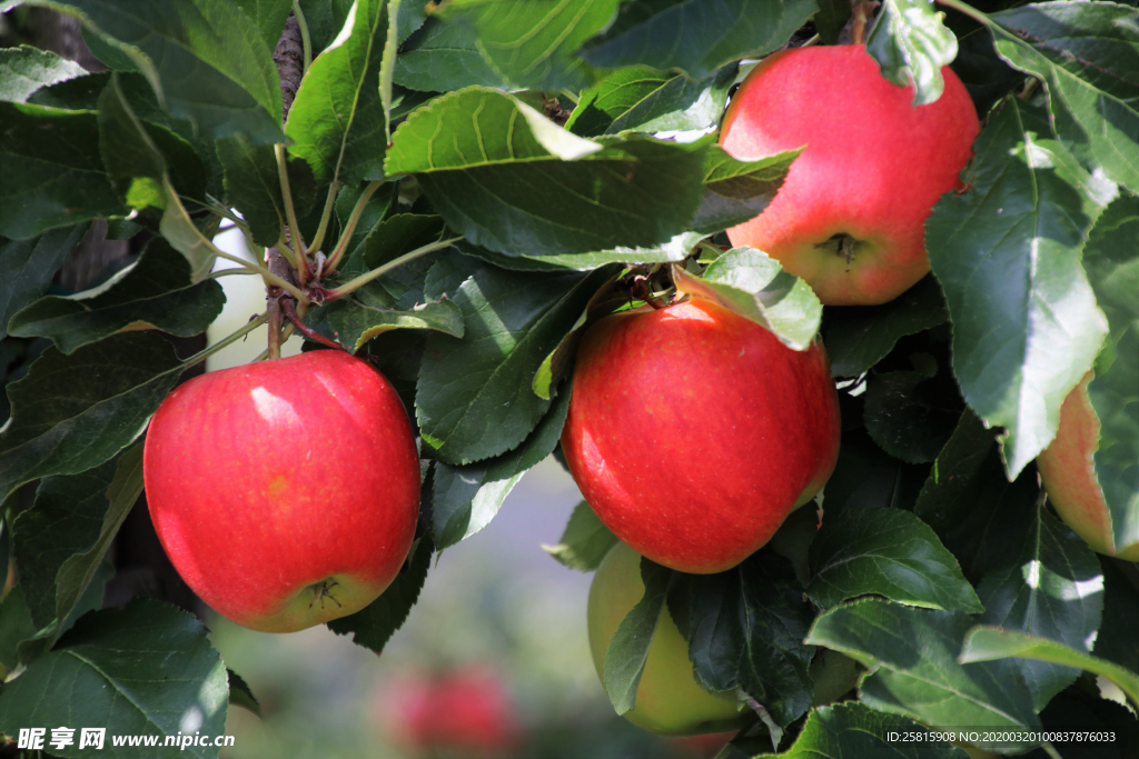 苹果苹果树苹果花图片