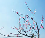 春天 桃花正红
