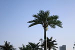 椰树  天空  高清照片 椰子