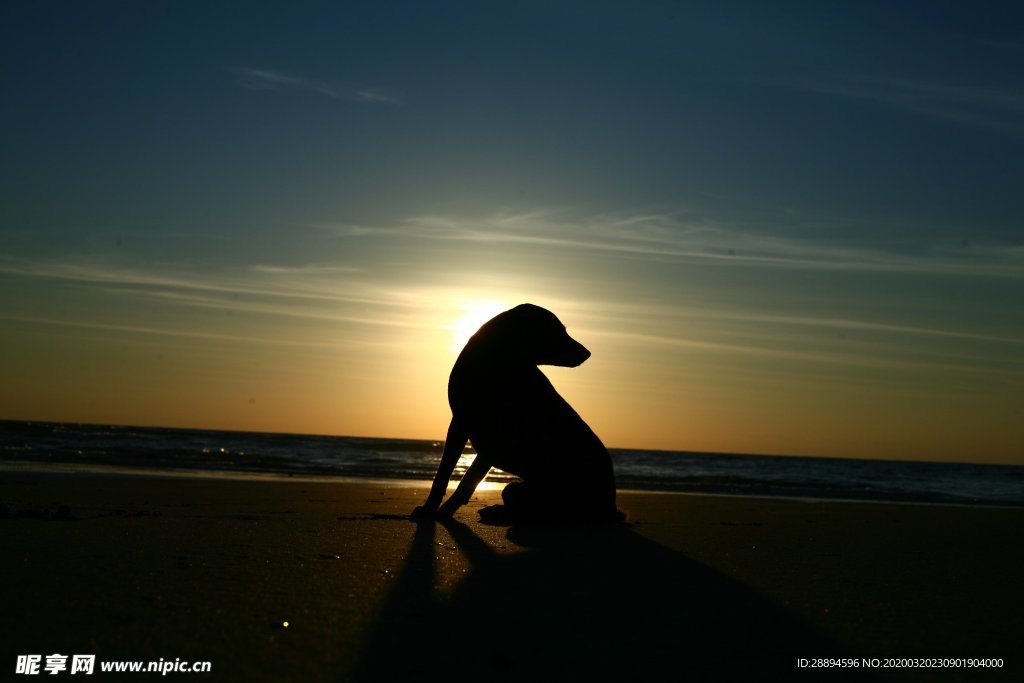 侧影 狗 日落 日出 海滩
