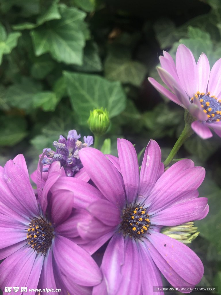 雏菊花 开花 厂 花园 春天