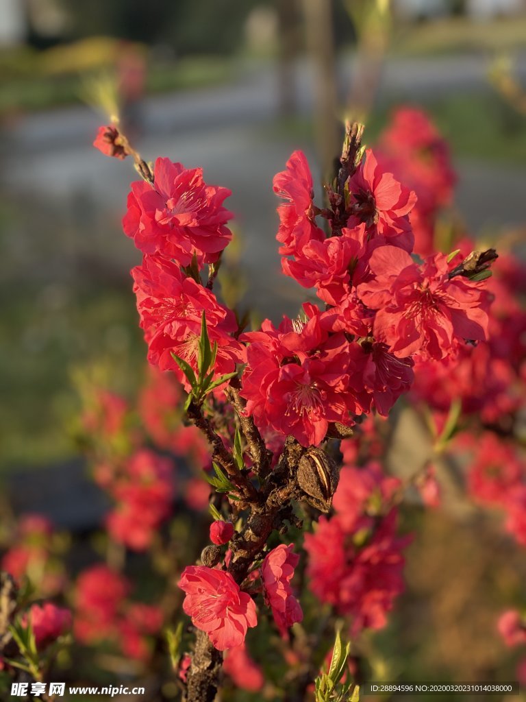 花 景观 自然