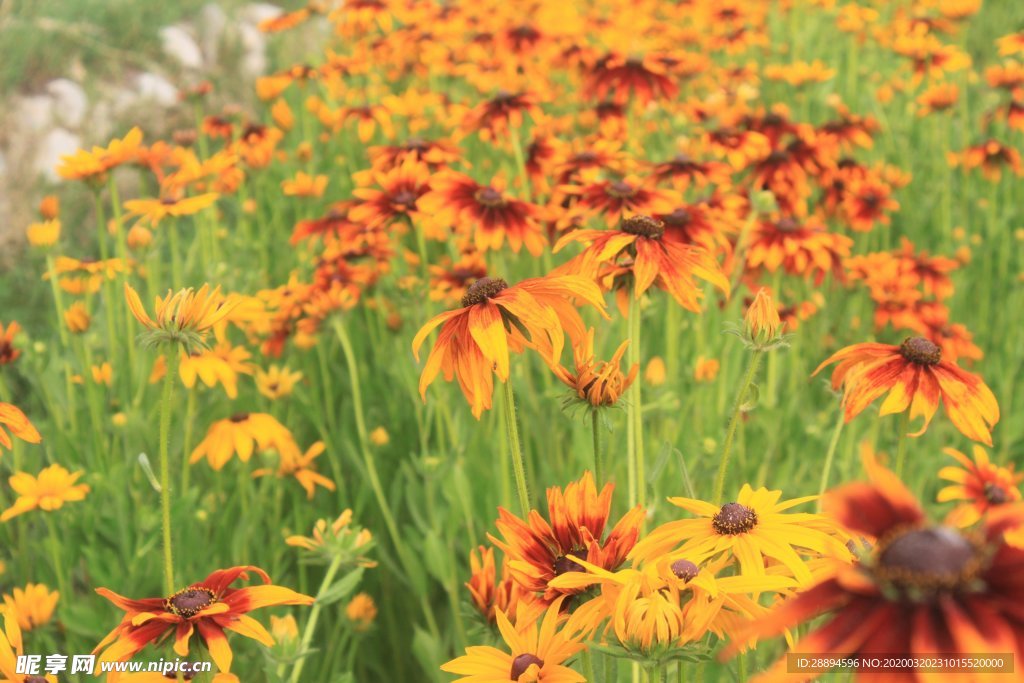 花 自然 黄色 春 花园 开花