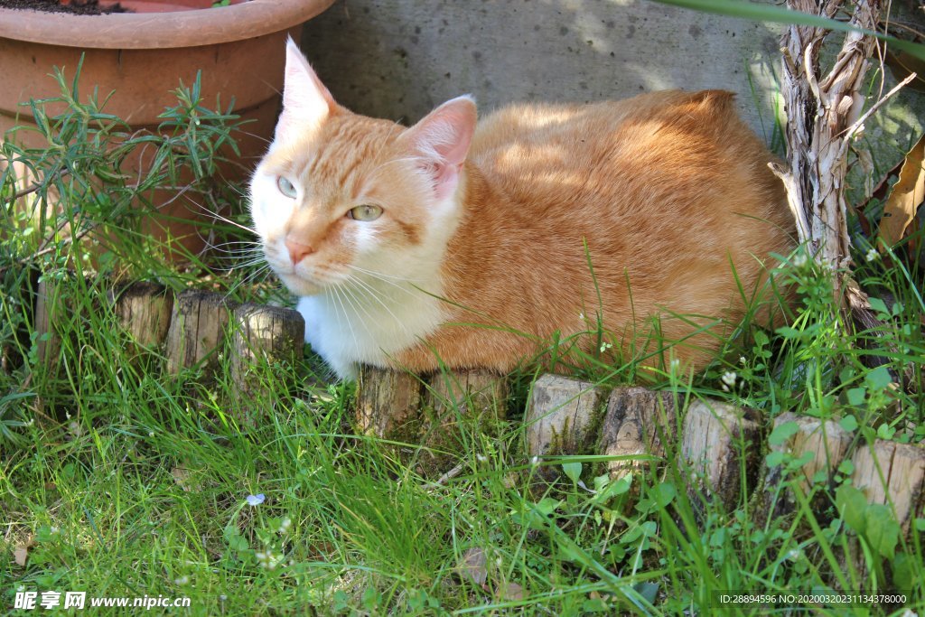 猫咪 动物医院 猫 动物 小猫