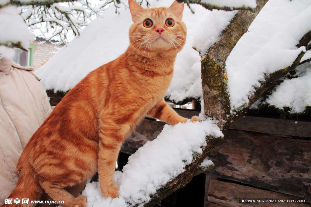 美丽 红色 猫 背景 冬天 寒