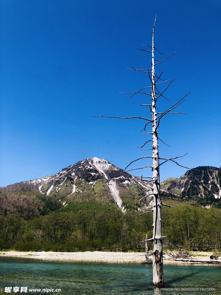 日本 河 山 天空 树 和平