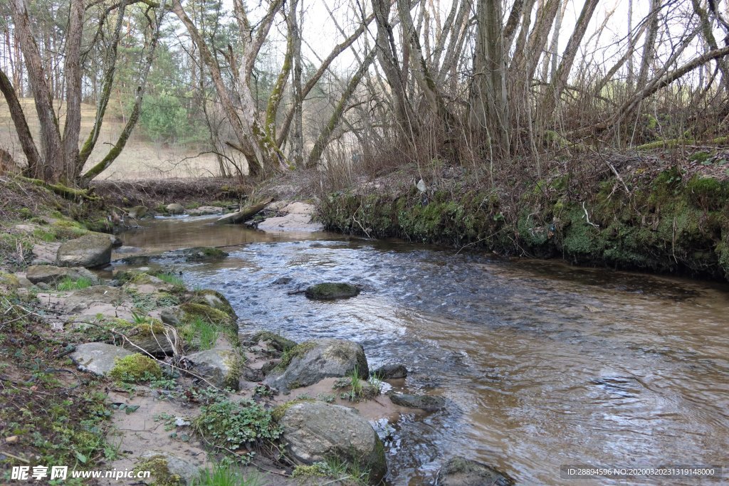 溪 自然 水道 森林 流 水域