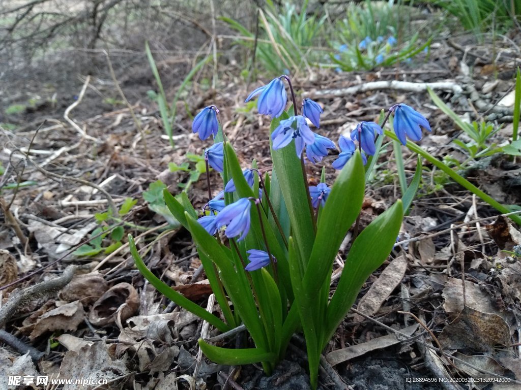 鲜花 春天的花朵 春天 蓝色的