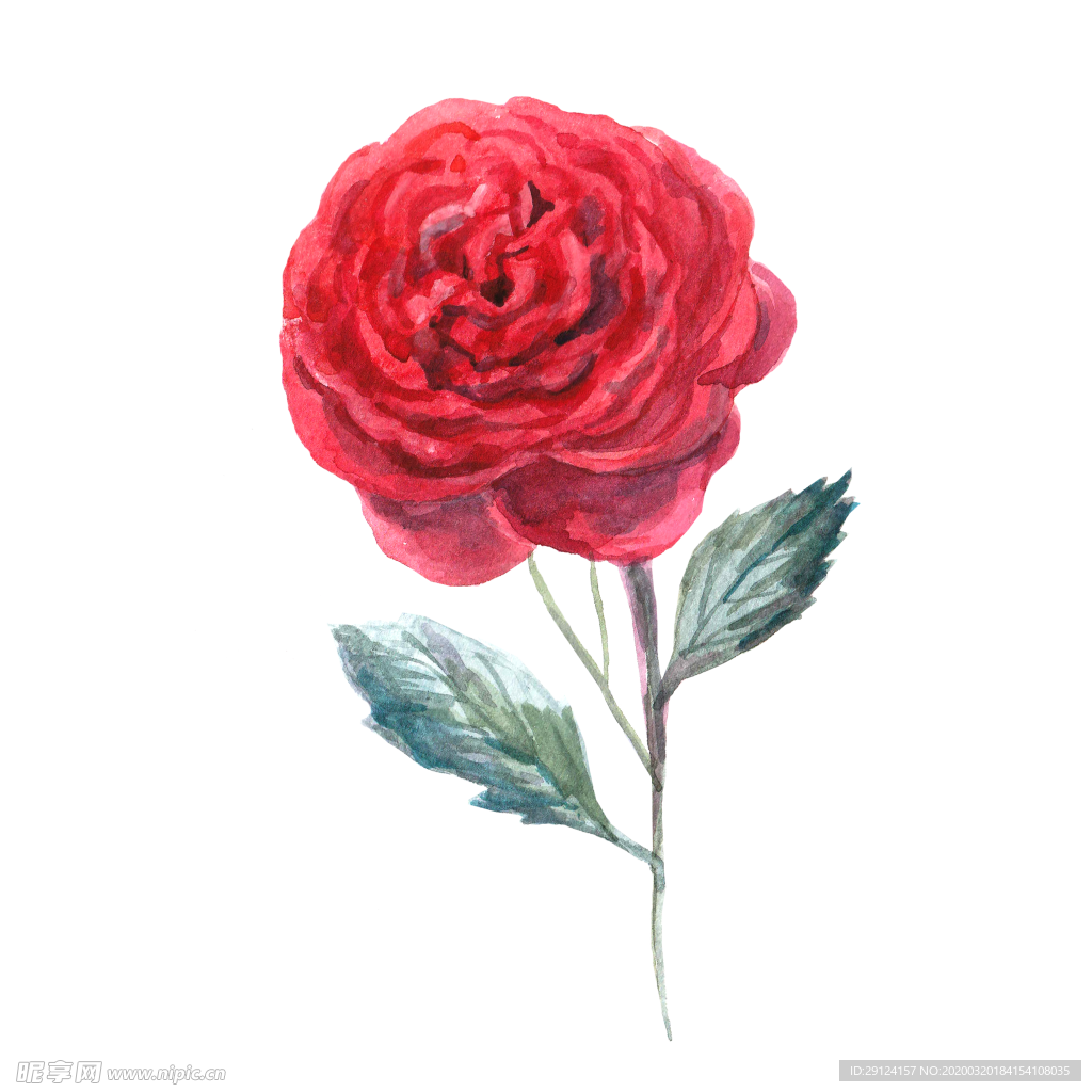 手绘花瓣
