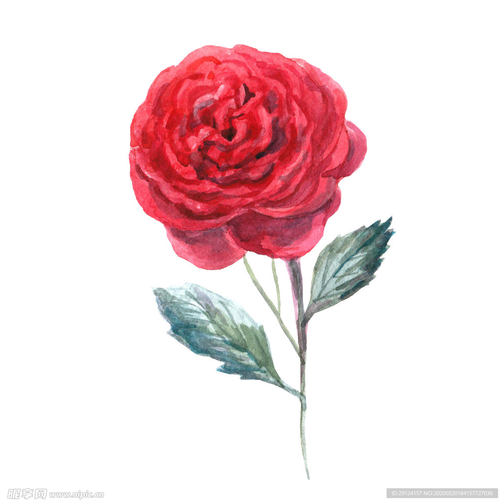 手绘花瓣