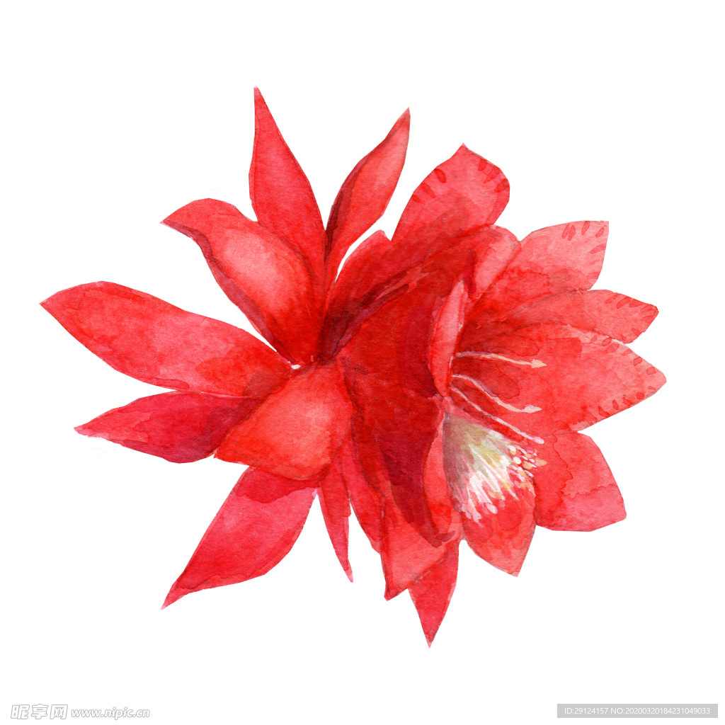 手绘花瓣